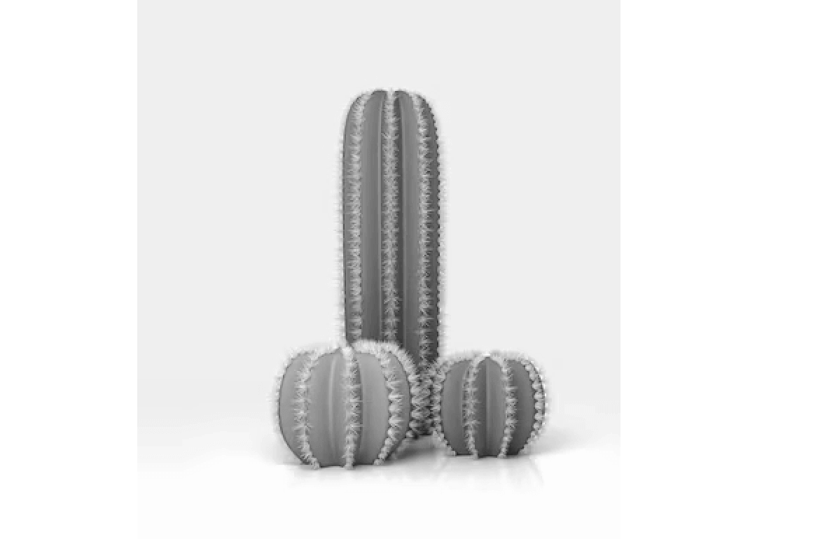 Cactus shaped like a penis